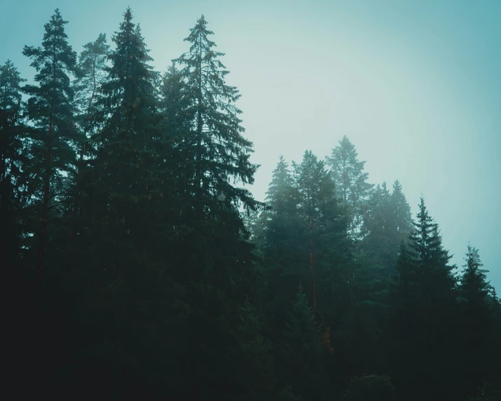 trees are shown with the sun shining through them