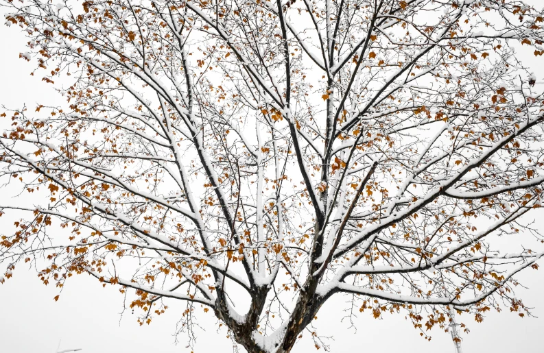 the tree has leaves all over it and a bench underneath it