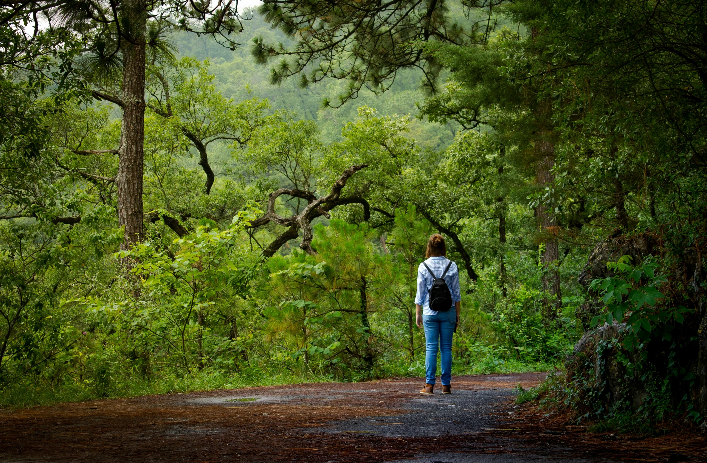 a woman walks alone down a path through a forest