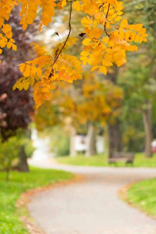 a small road through a park with a tree