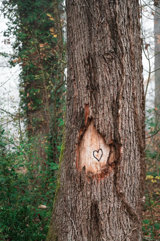 a heart drawn in the bark of a tree