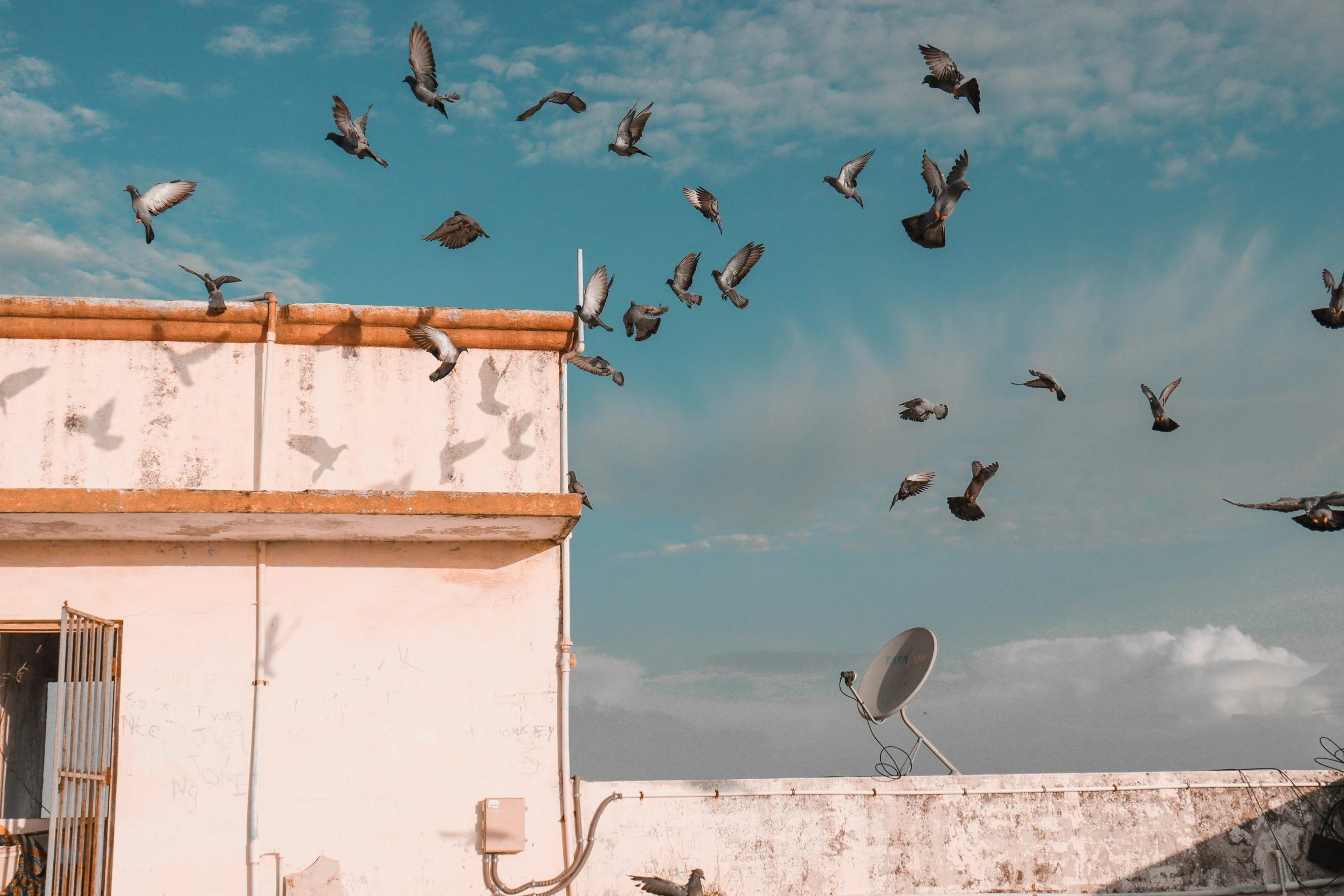 a flock of birds fly above a building