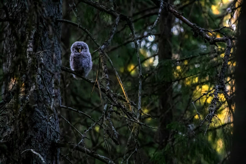 an owl is sitting on a nch in the middle of a tree