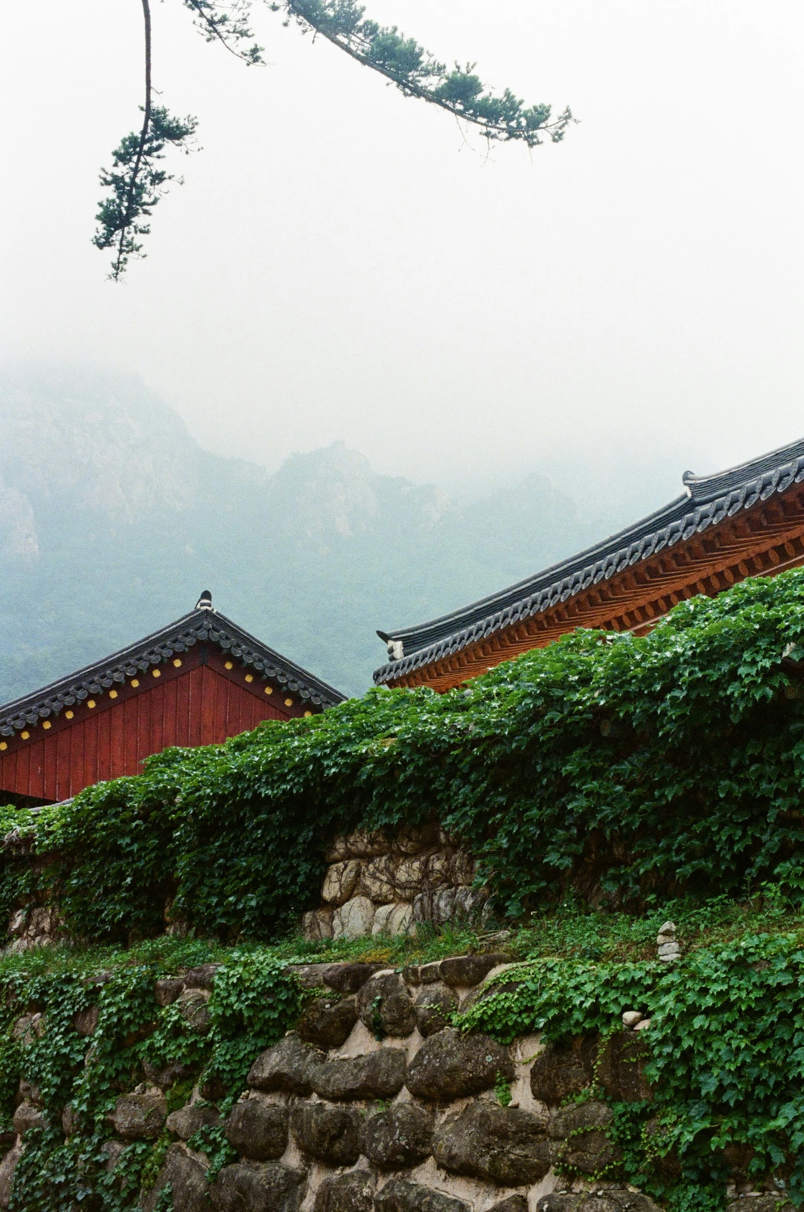 an asian - styled house with climbing vines growing up the side