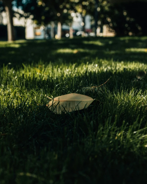 a leaf sitting on the ground in some grass