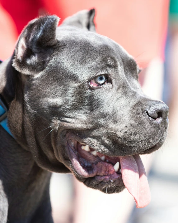 a large black dog with a pink tongue