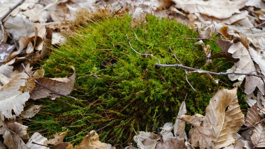 a very small and green plant growing in the middle of some dry leaves