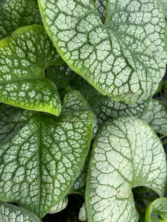 the green and white leaves of a plant