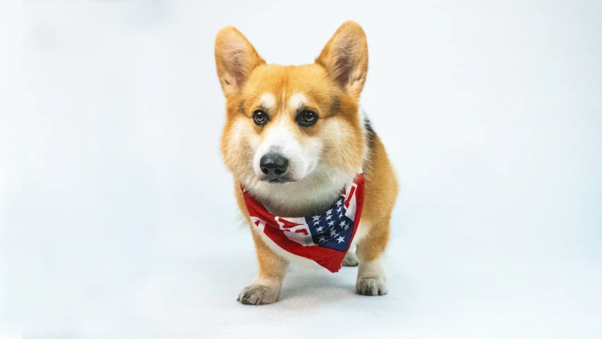 a little dog with a bandanna around it's neck