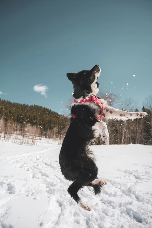 a dog that is standing in the snow