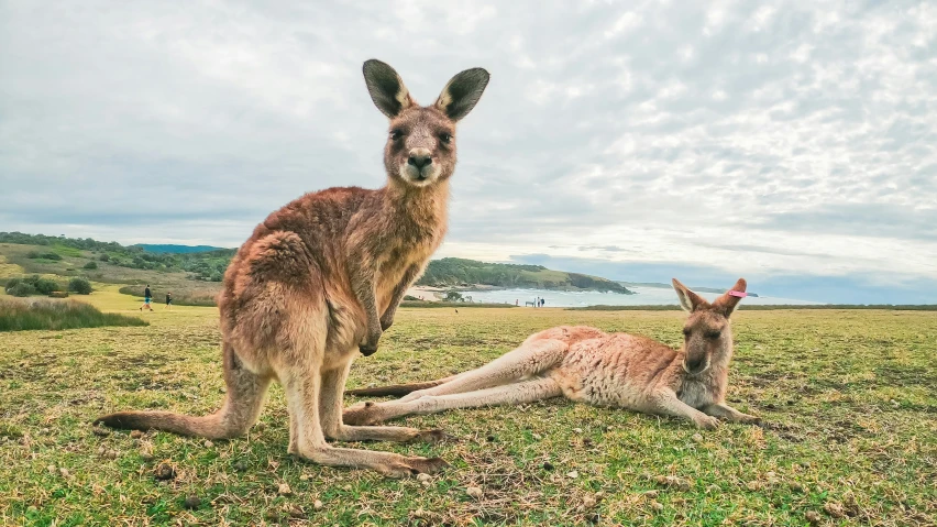 a kangaroo and its baby are sitting in a field