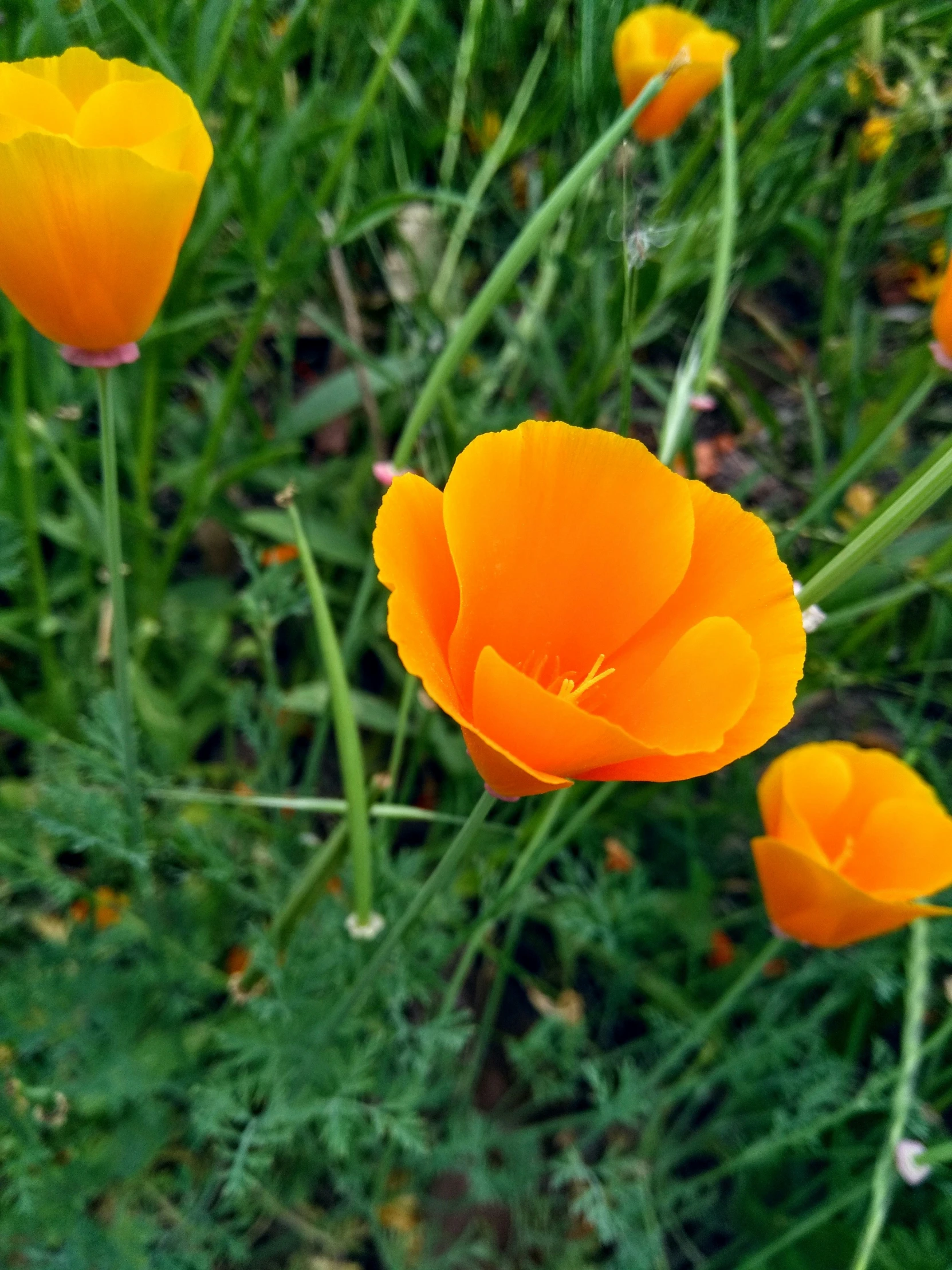 bright orange flowers in the middle of some tall grass