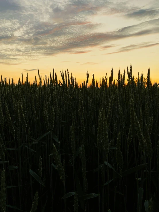 a field with tall grass at sunset under a cloudy sky