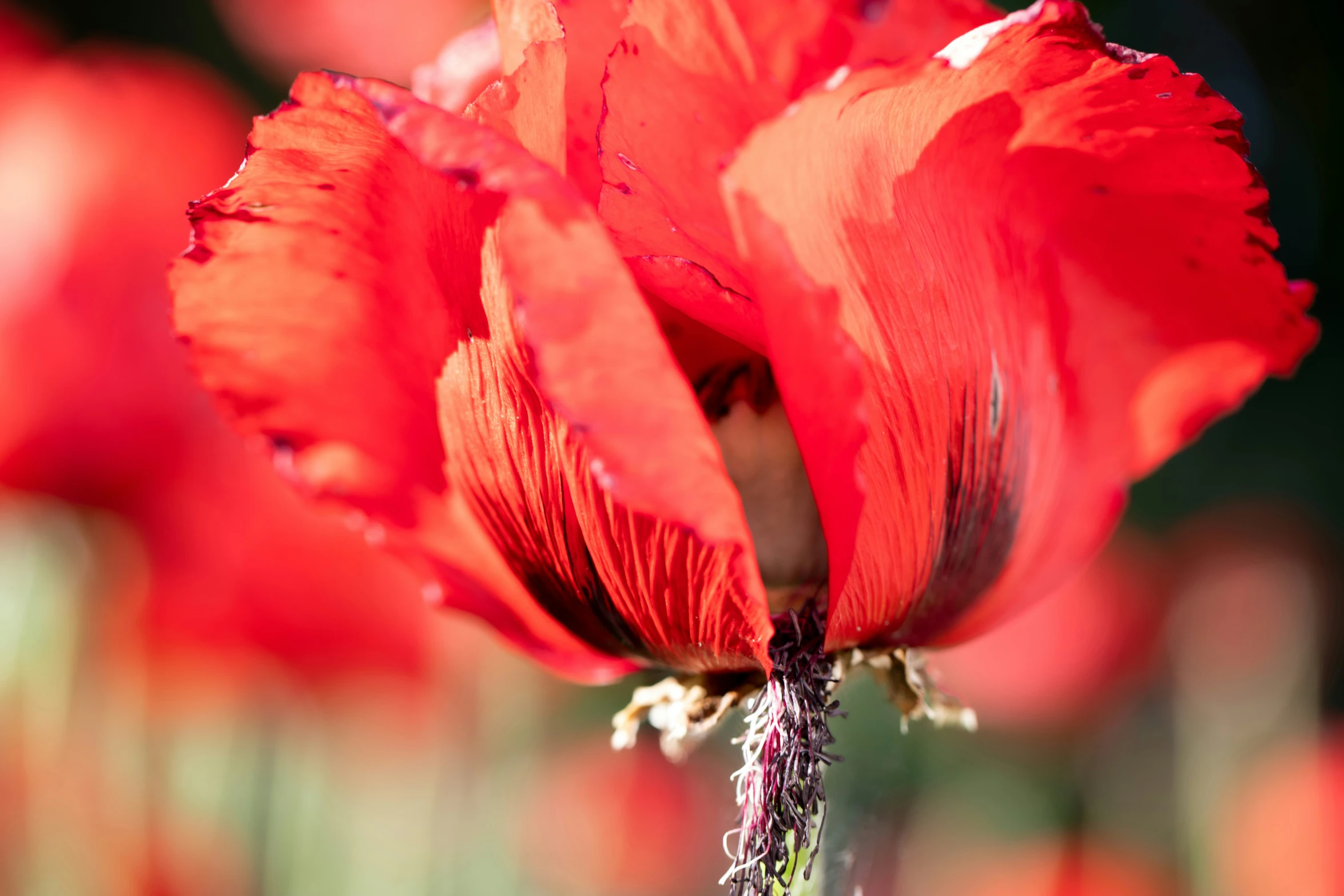 a flower with red petals on its stem