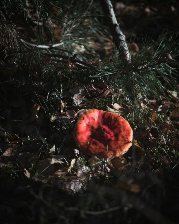 a orange mushroom on the ground near some trees