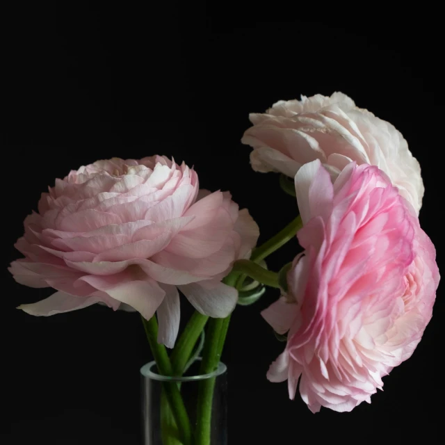 two pink flowers in a glass vase against a black background