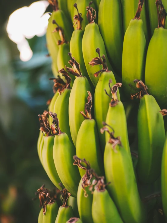 green plantains are in clusters growing on tree