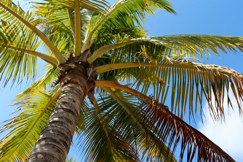 a palm tree has large leaves and is under a blue sky