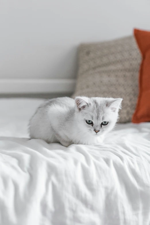 a cat with green eyes is laying on the white sheets