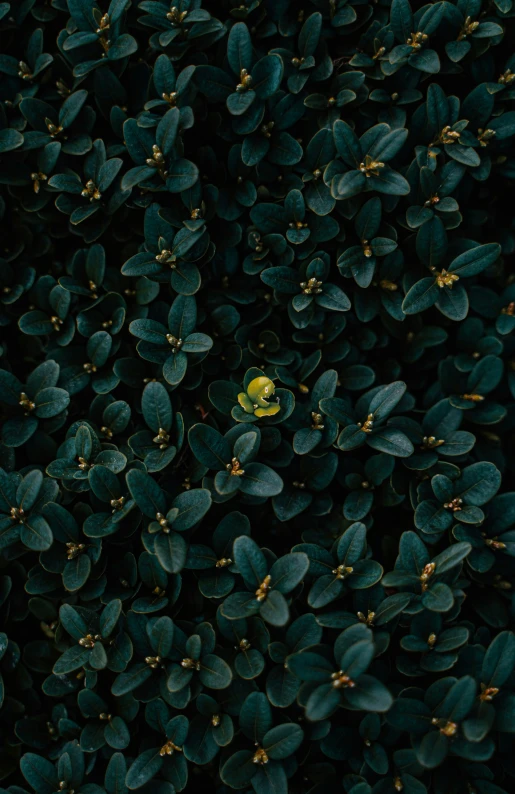 several green leaves and bushes with green dots on them