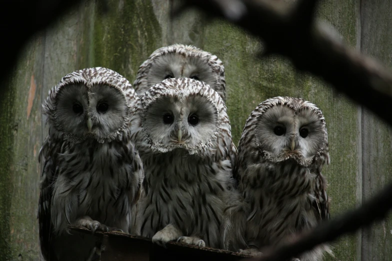 five owls sitting next to each other in a tree