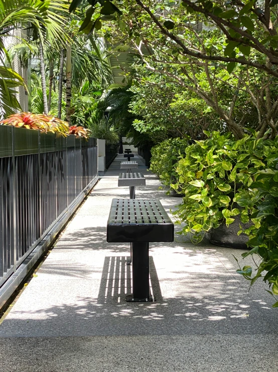 a long pathway lined with lots of green trees