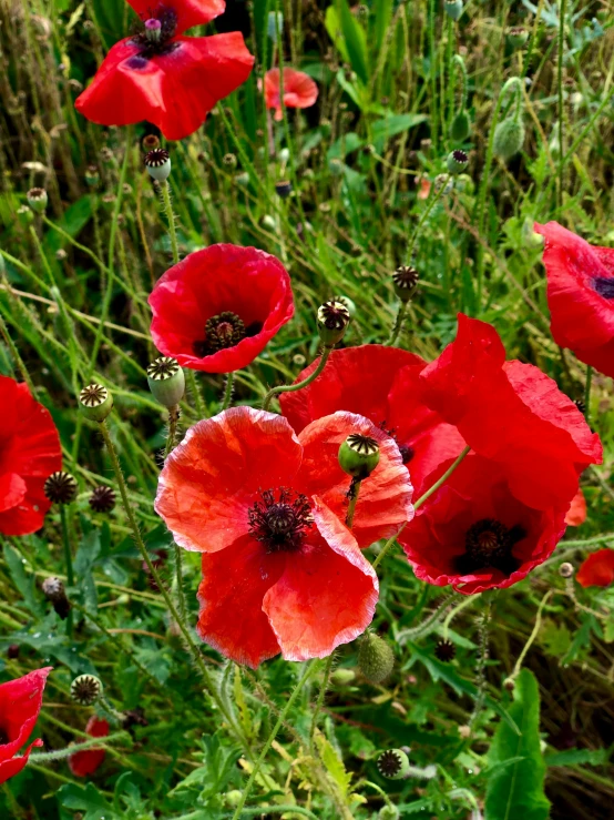 some red flowers are in a green field