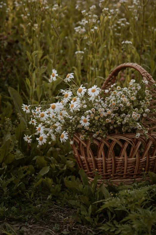 white daisies in a basket amongst tall grass