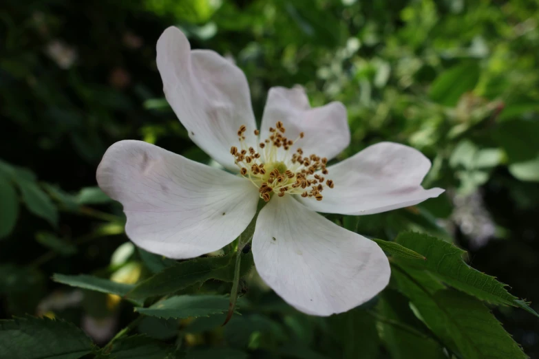 an image of an outdoor flower