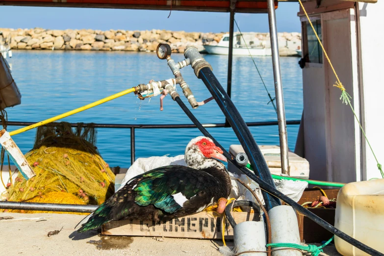 a bird that is sitting on a boat