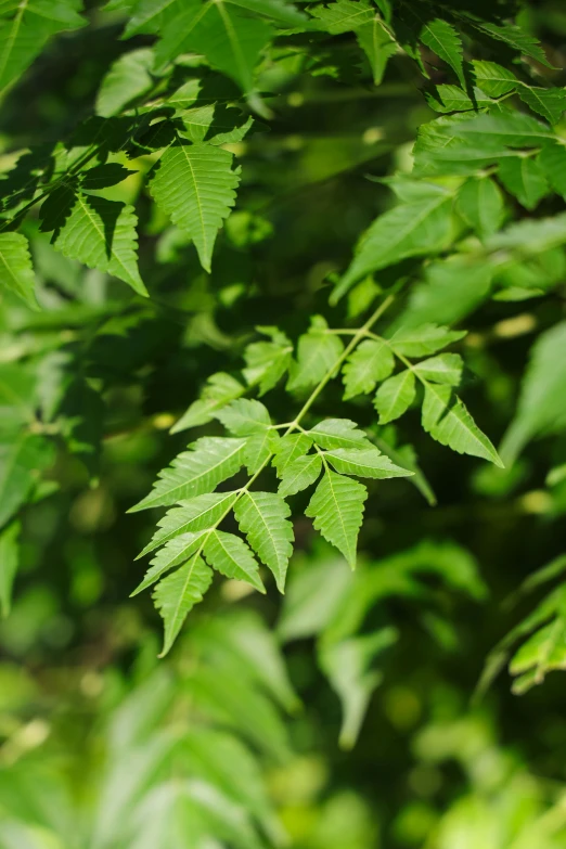 green leaves with long stalks on top of it