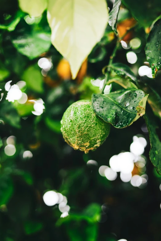 a closeup of a citrus tree with a couple of fruit