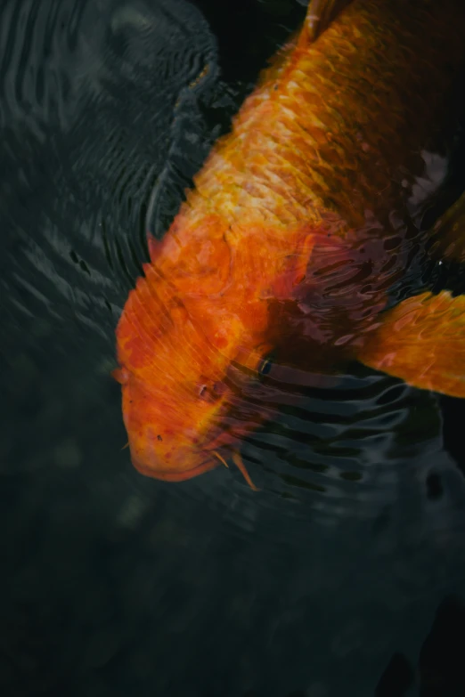 a close up s of a koi fish looking at soing