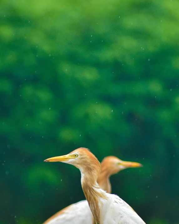 two small birds walking across the top of a building