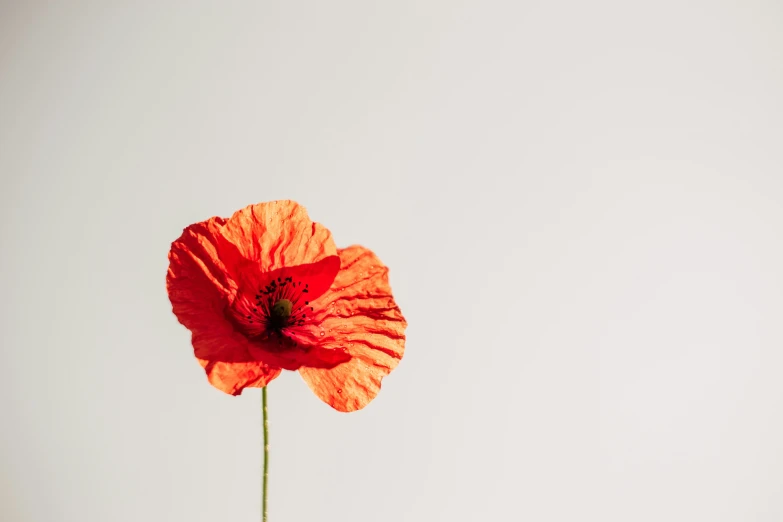 a bright orange flower that is standing in the air