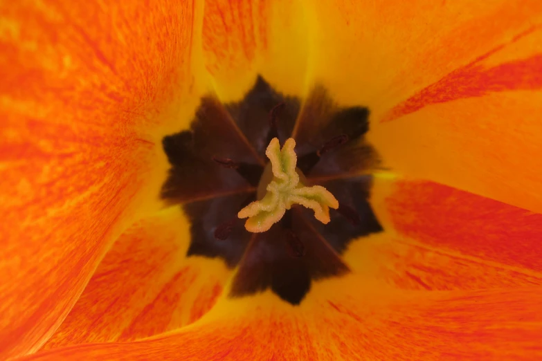 a flower that is standing out from the camera