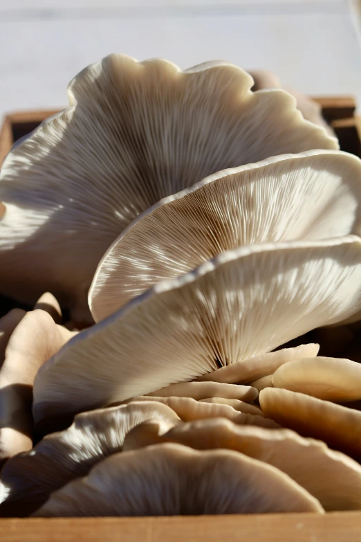 mushrooms are gathered in the ground to eat