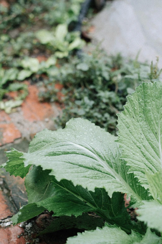 a close up of a green leaf on the ground