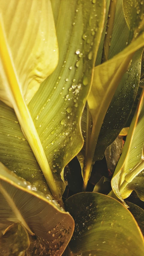 wet and green leaves in close up view