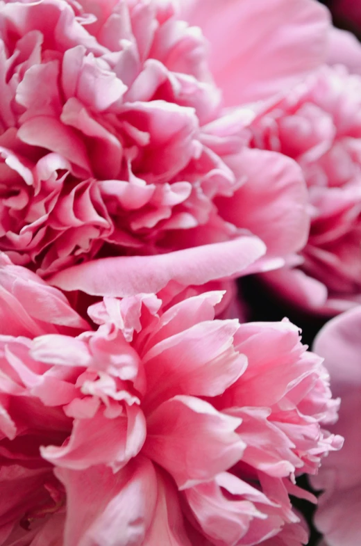 some pink flowers sitting next to each other