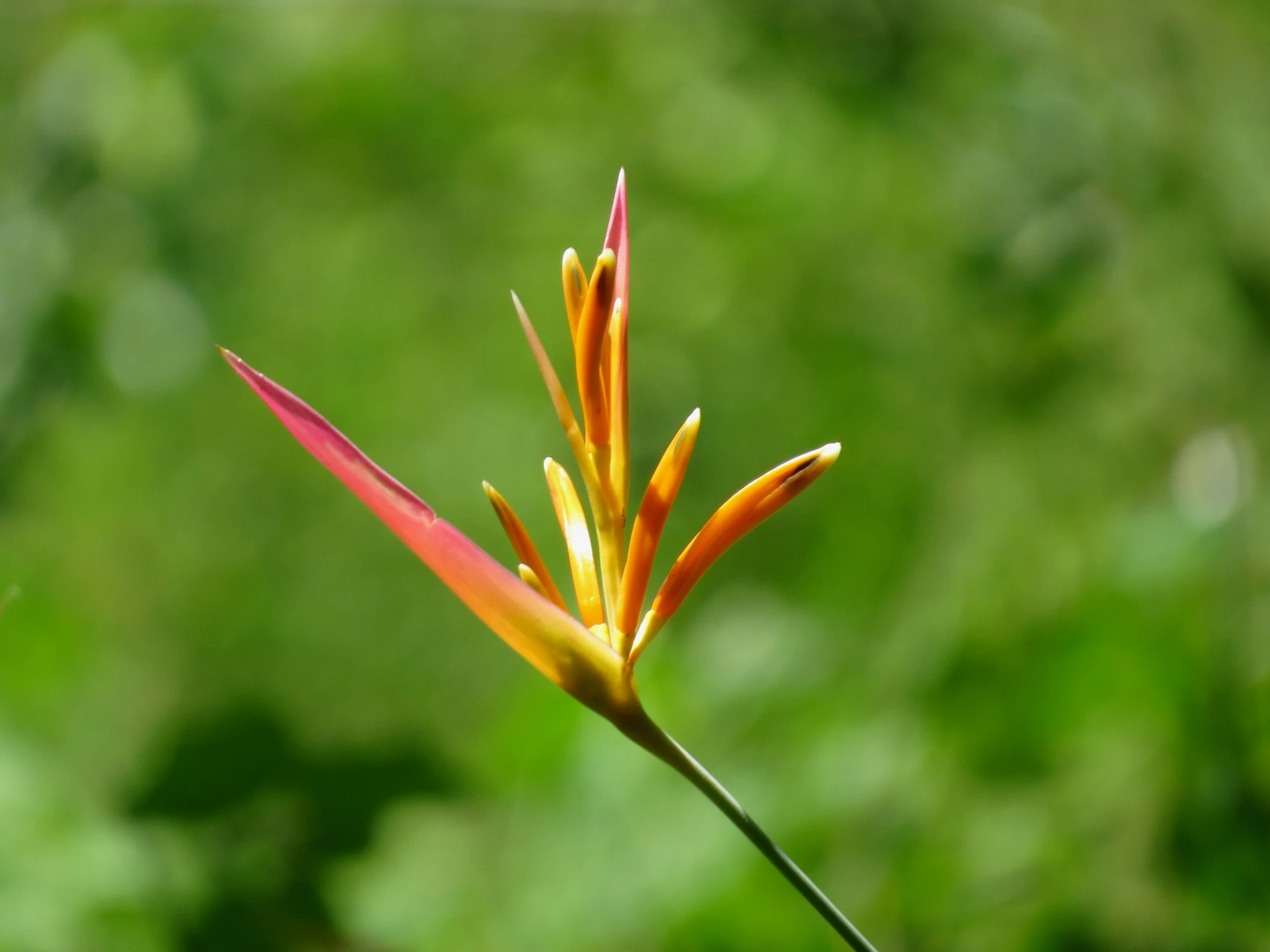 small yellow and red flower with large green leaves