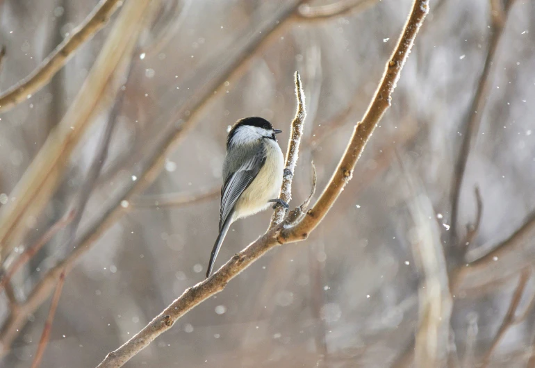 a bird is sitting on a nch with snow falling on it