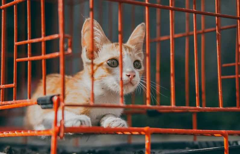 a little cat laying inside of a cage