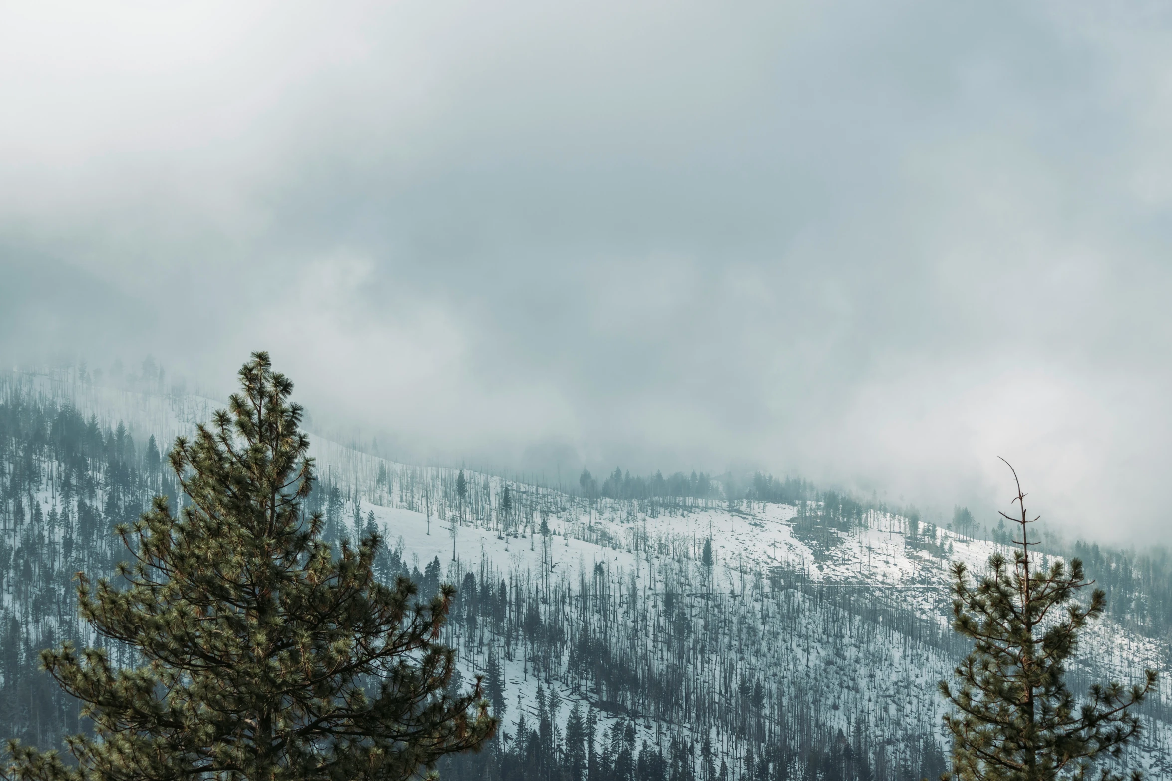 a tall snowy mountain with pine trees in front of it