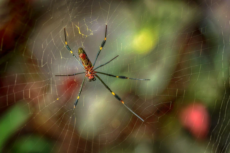 a close up of a spider on a web