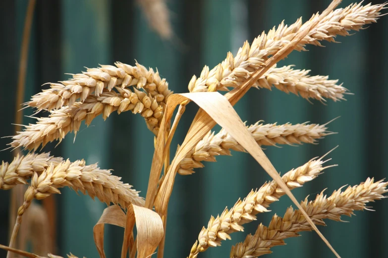 a bunch of brown wheat on top of some green plants