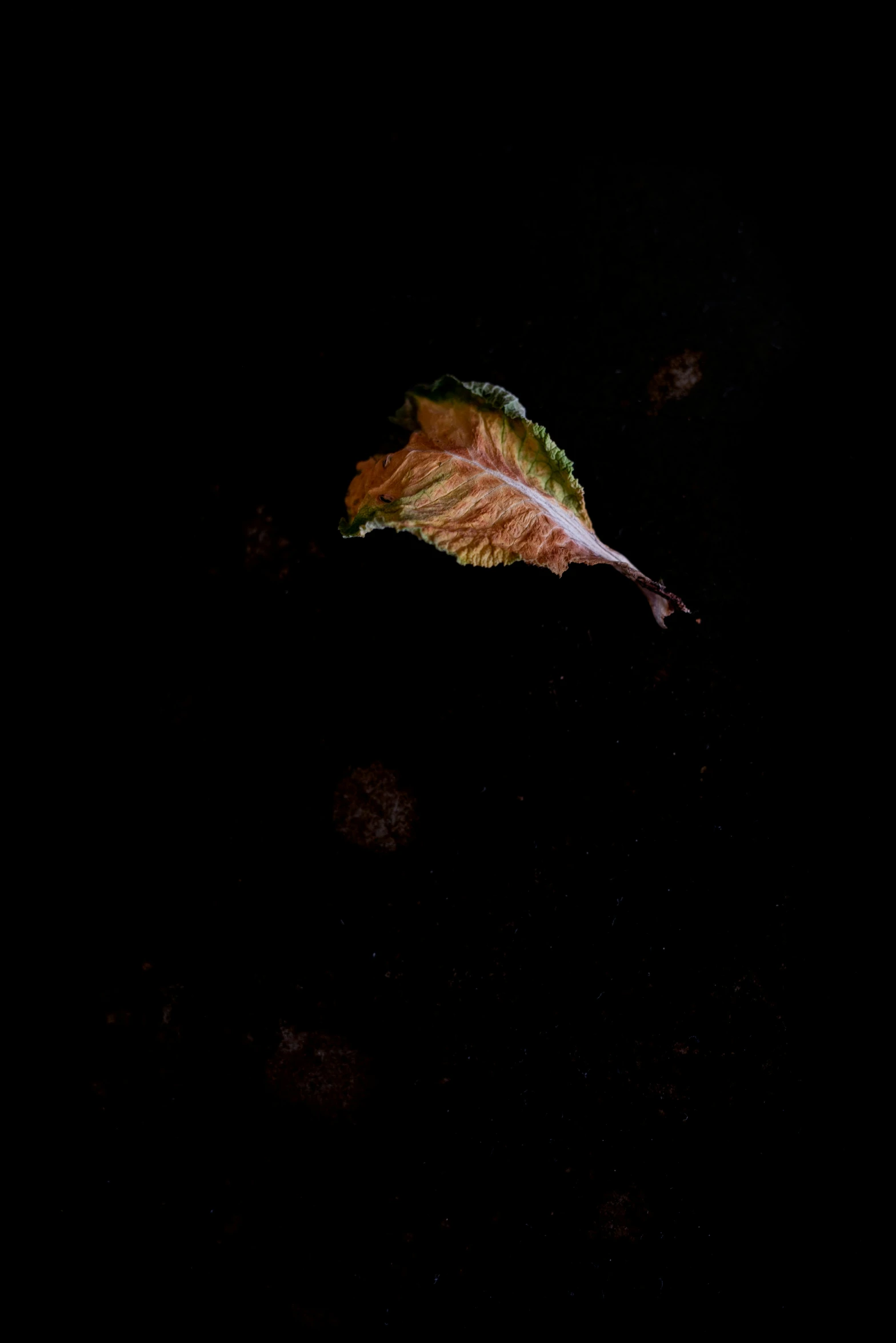 a leaf flying by in the dark
