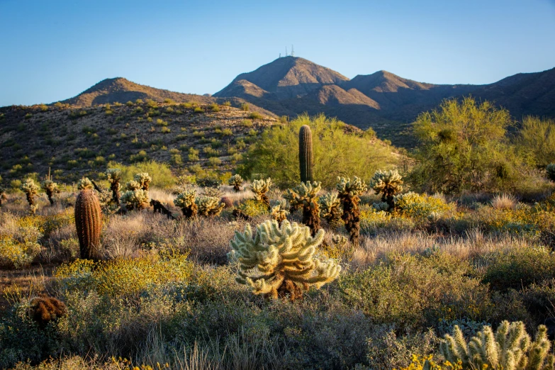 cactus plants and cacti are seen in this desert