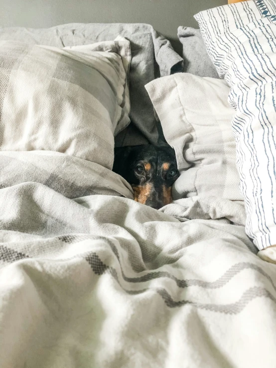 an image of a dog hiding under blankets on the bed