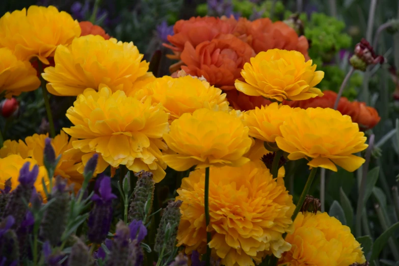 the colorful flowers are blooming brightly in the garden